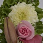 crisantemos blanco y rosa rosa
