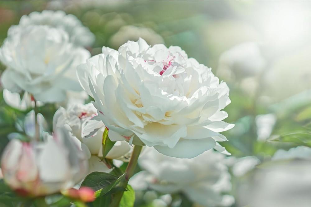 peonia blanca