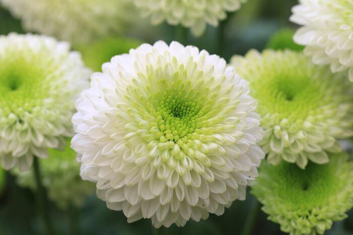 Margaritas, Rosas, Claveles o Crisantemos, aquí te explicamos que significan cada una de las flores que se utilizan para las Coronas fúnebres en Pachuca