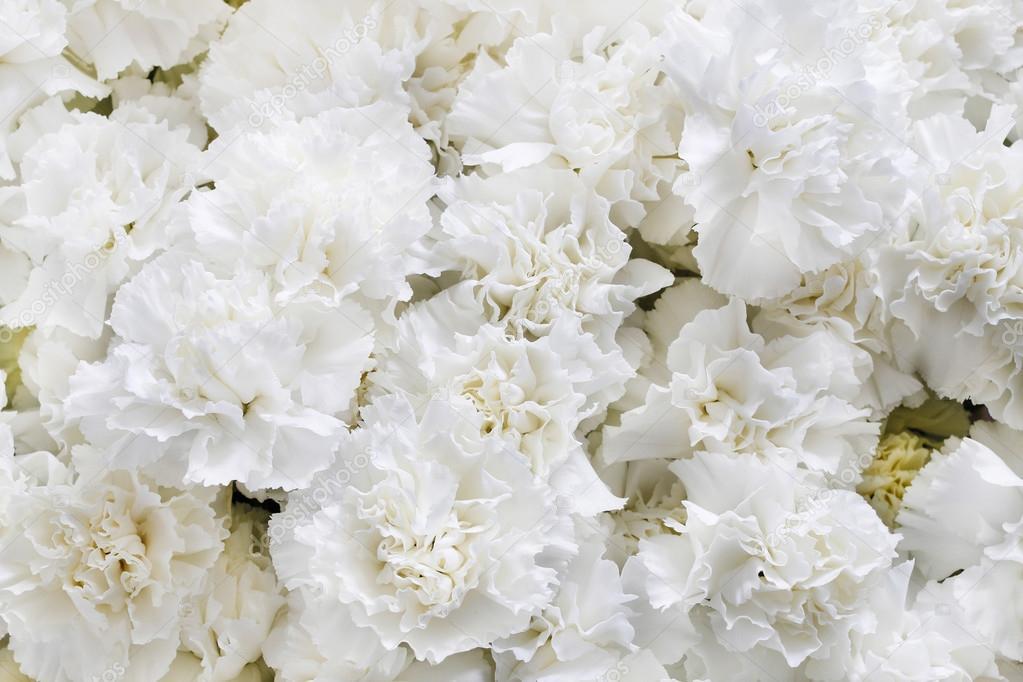 claveles blancos