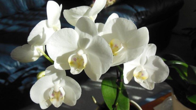 orquideas blancas