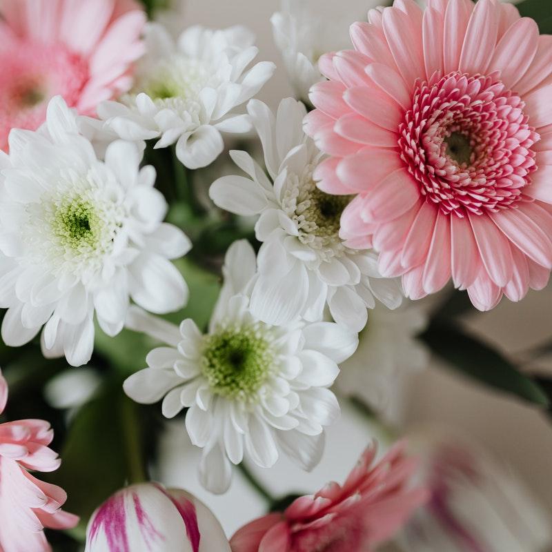 gerberas rosas y crisantemos blancos