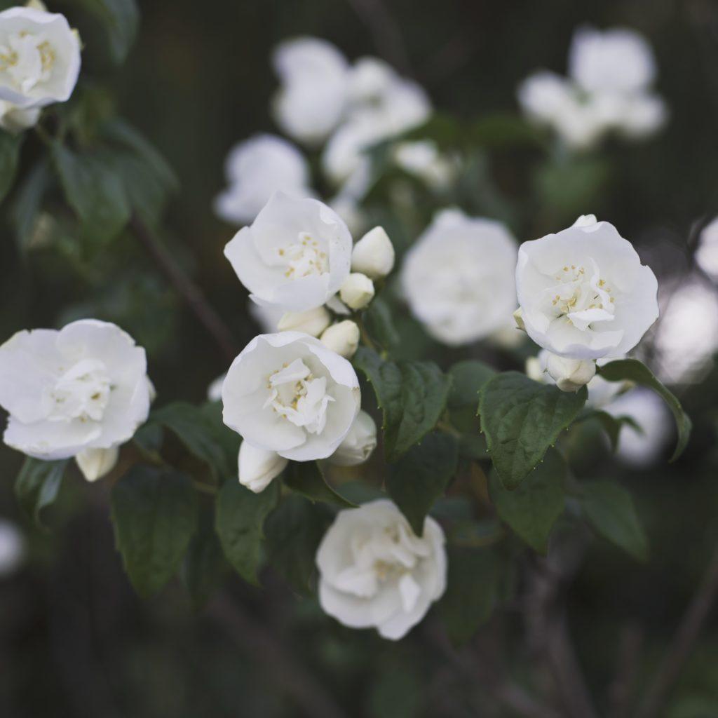 rosas blancas