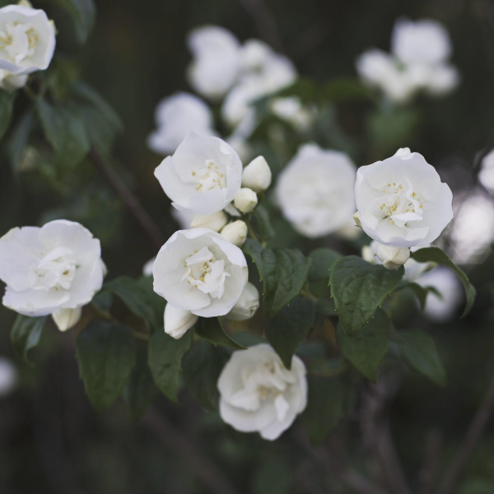 rosas blancas