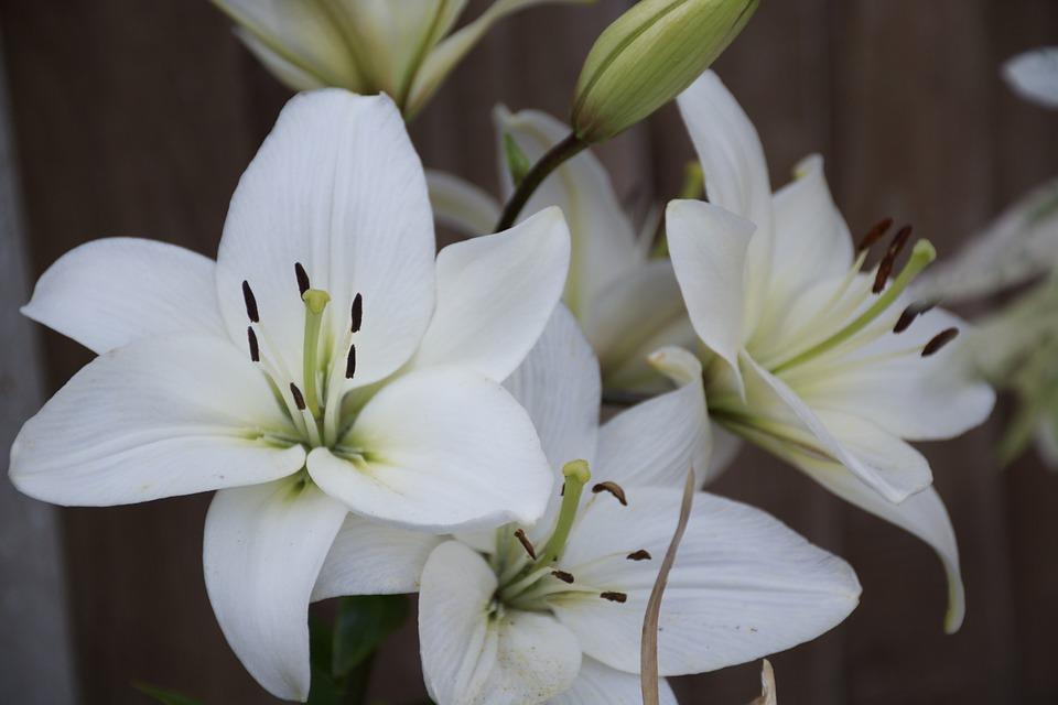 flores blancas