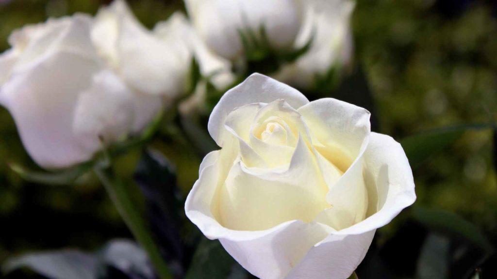 rosas blancas