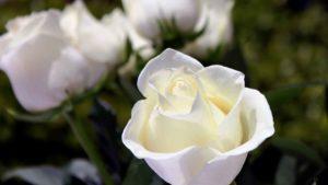 rosas blancas