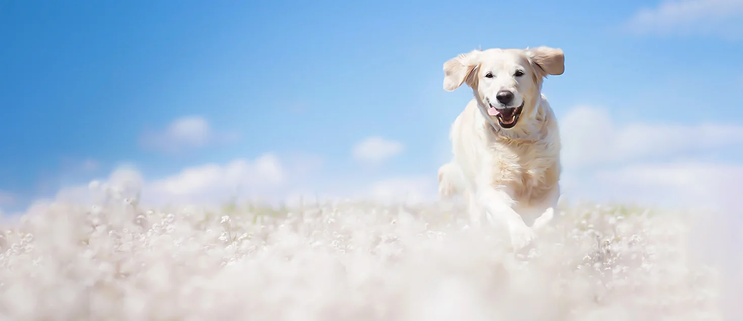 enterrar a tu mascota, perro corriendo